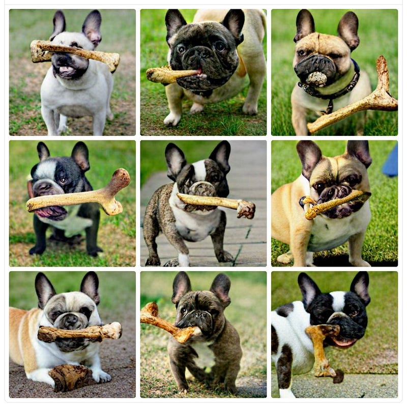 AI-generated dog image