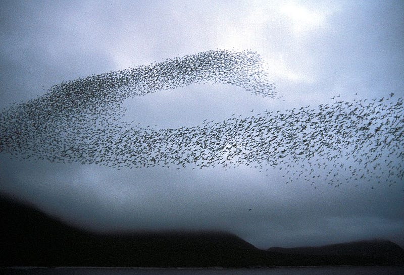 Flock of birds in murmuration