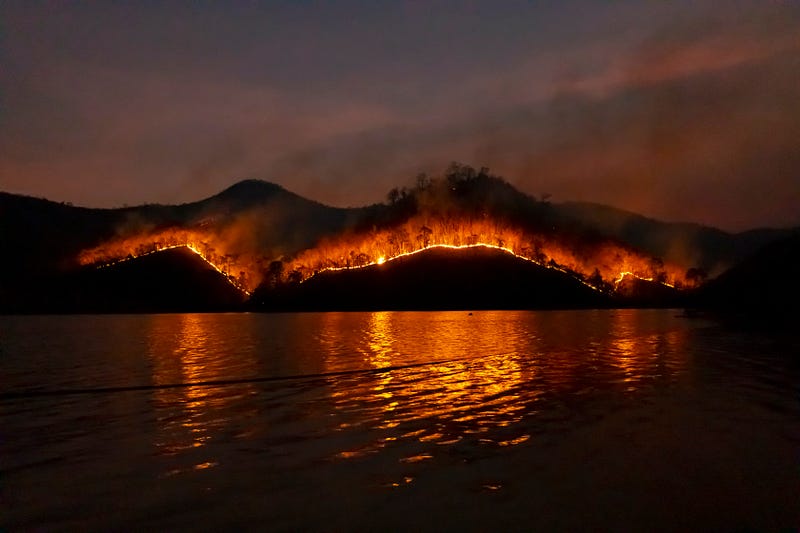 A charred landscape following the fire on Charles Island