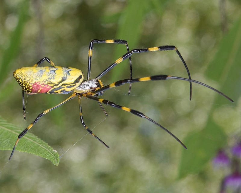 Colorful Joro spider in its web