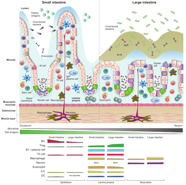 Immune Cell Distribution in the Gut