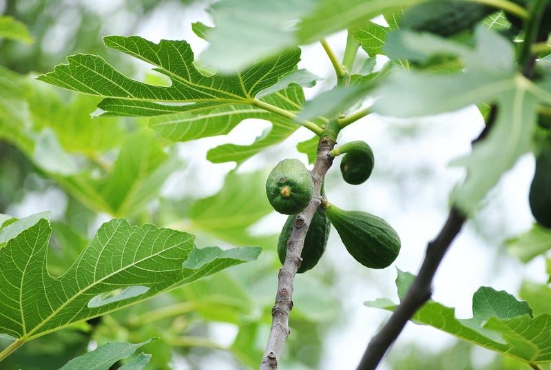 Life cycle of fig wasps and their symbiotic relationship