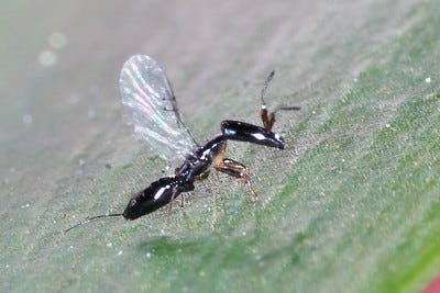 Female fig wasps emerging from their galls