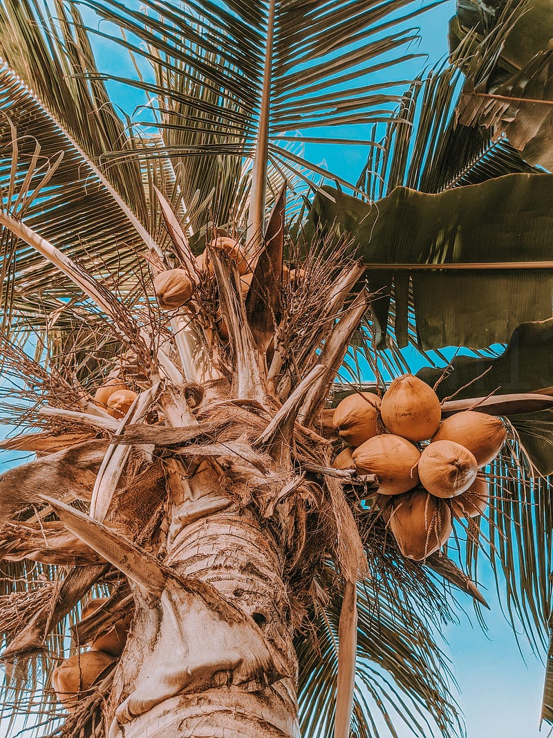 Coconut oil as a cooking ingredient