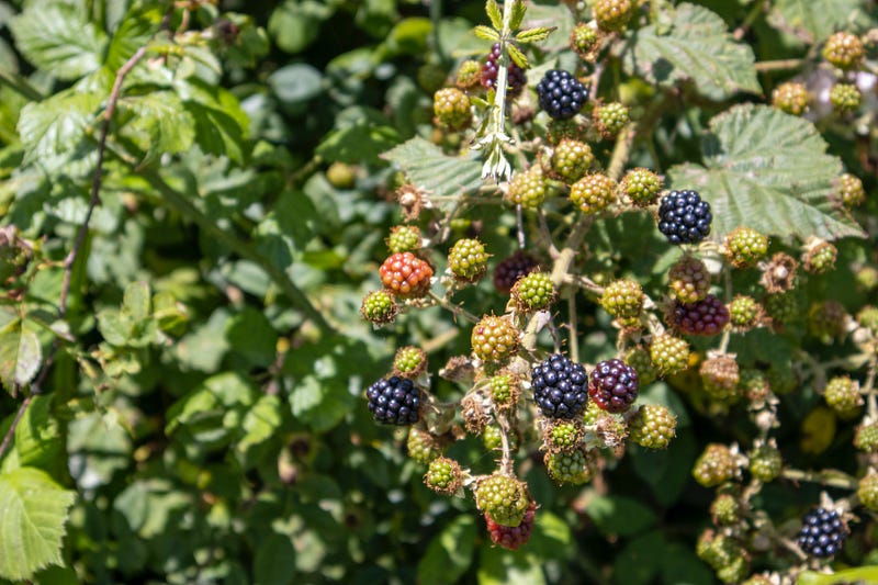 Cultivating the Controversial Himalayan Blackberry