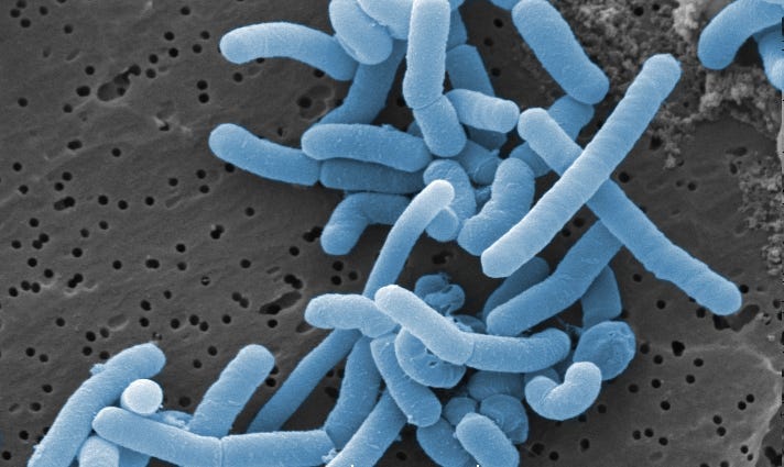 Gut microbiome study involving Olympian bacterium