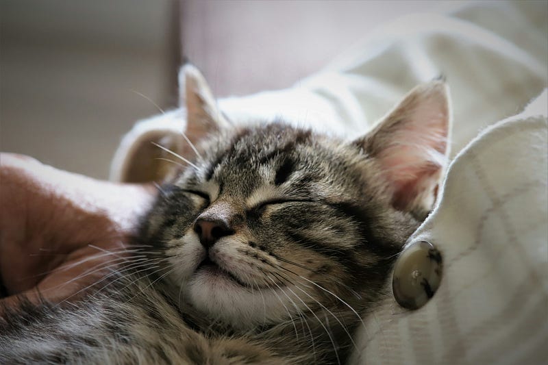 A dog dreaming during sleep