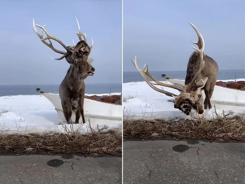 Stag displaying the head of its rival.