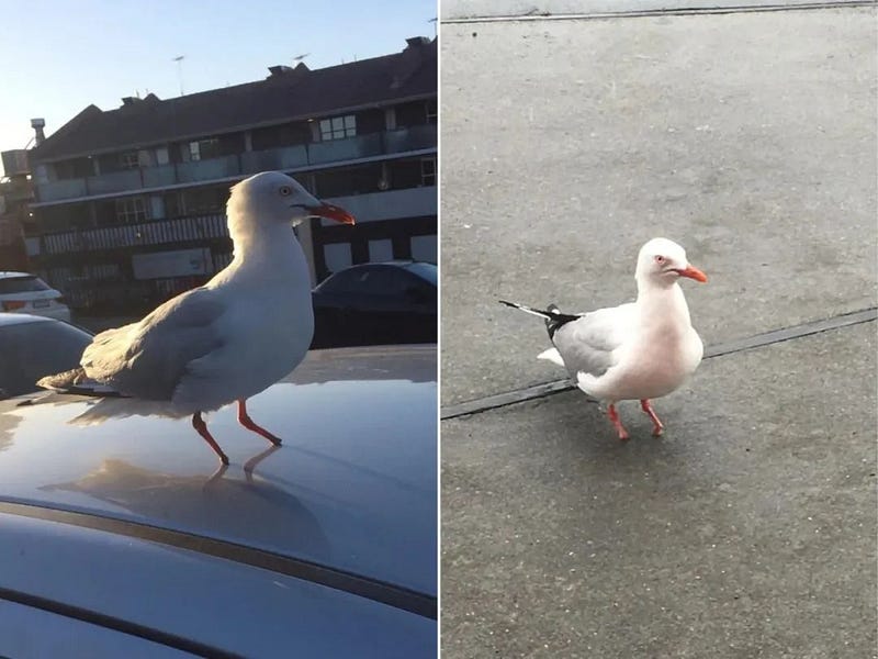 Seagulls missing legs.