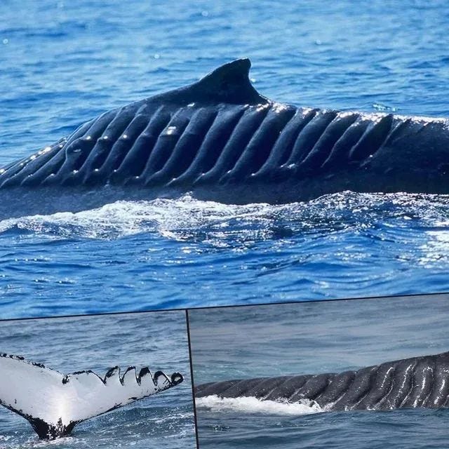 Whale with deep scars from a propeller injury.