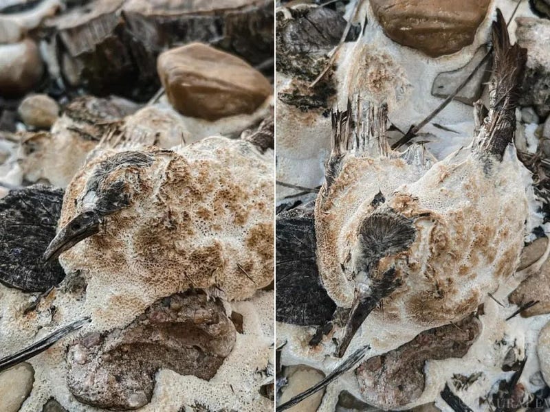 Bird covered in vibrant fungus.