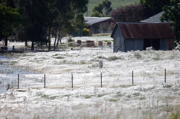 Town covered in spider silk.