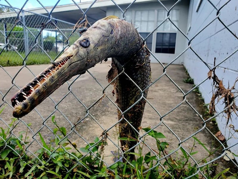 Alligator gar found on a fence post.