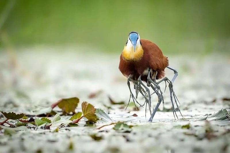 Water pheasant with chicks hidden in feathers.