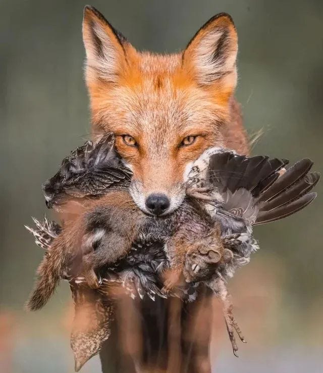 Fox carrying its prey.