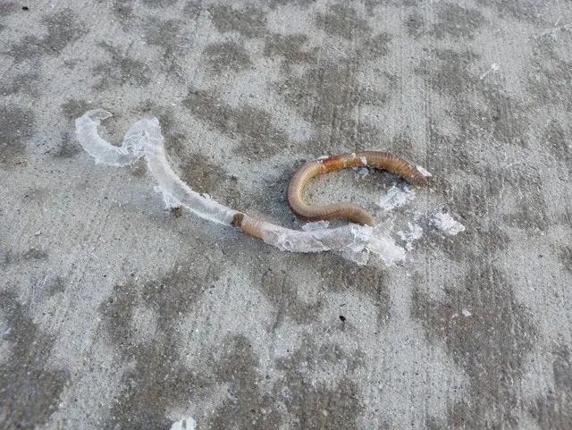 Worm encased in ice.