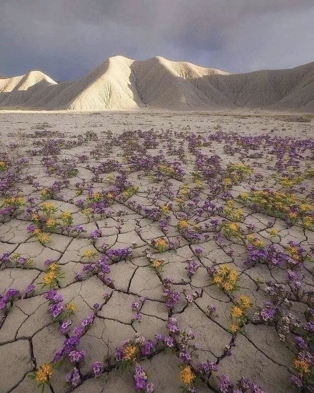 A vibrant display of flowers in the Atacama Desert