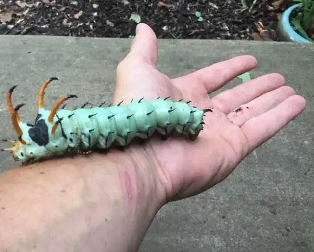 The hickory-horned devil caterpillar, the largest in the world