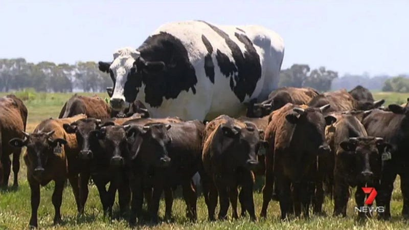 An exceptionally large cow that was too big for processing