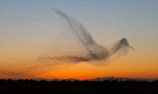 A mesmerizing flock of starlings creating patterns in the sky