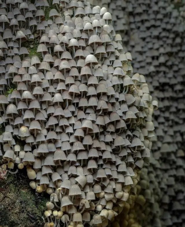 A tree covered in fungi that look like fairy hats