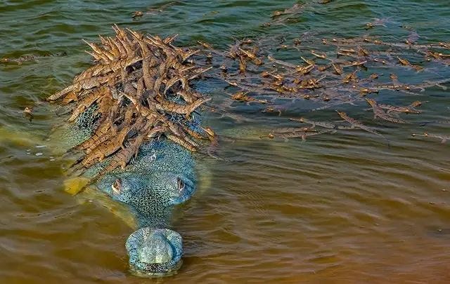 A crocodile father carrying his young on his back