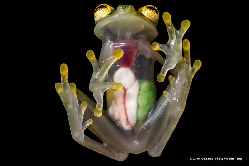 Transparent glass frog showcasing its internal organs