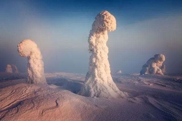 Icy trees forming a surreal winter landscape in Finland