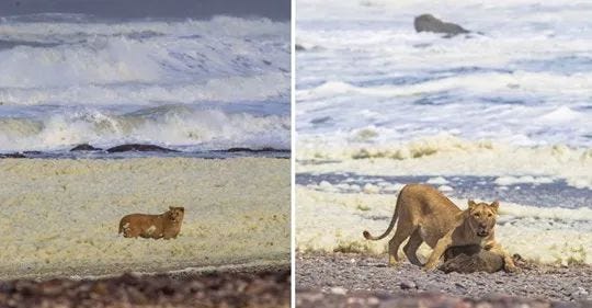 A lion preying on a fur seal in Namibia