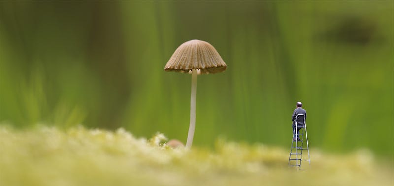 Illustration of early land life and giant fungi