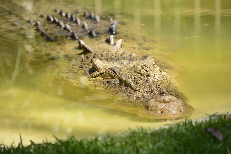 The unchanged appearance of alligators over millennia