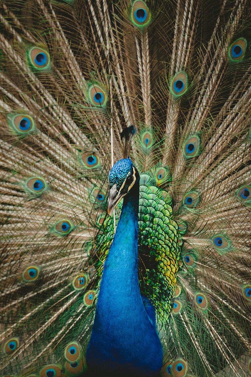 The attractive yet impractical peacock's tail