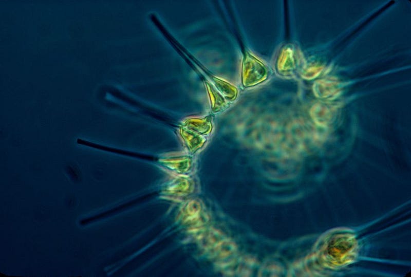 Phytoplankton in the ocean ecosystem