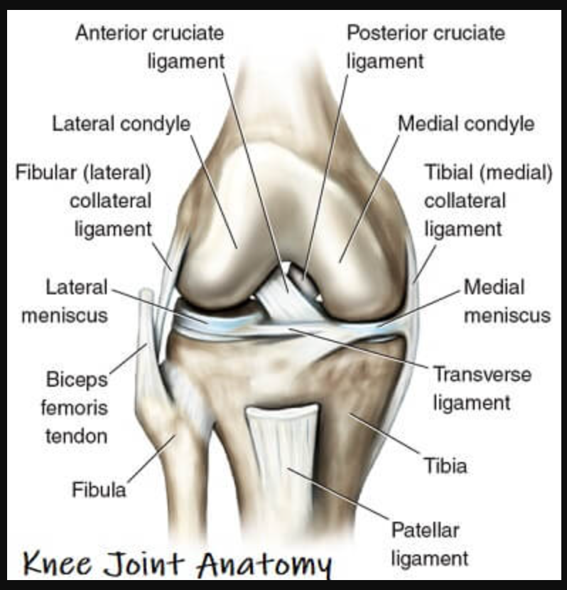 Anatomical illustration of a human knee