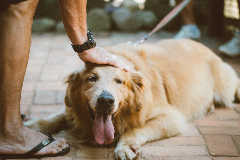 A person gently petting a dog