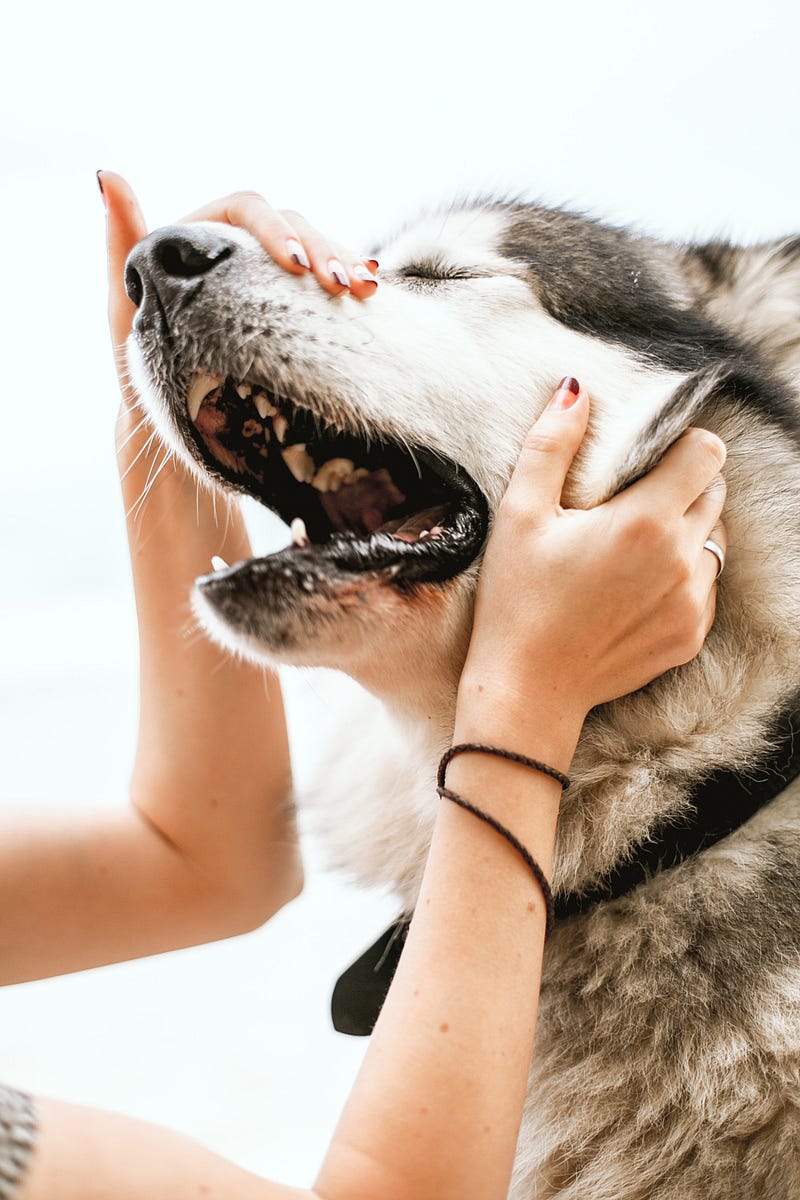 A dog enjoying a gentle massage