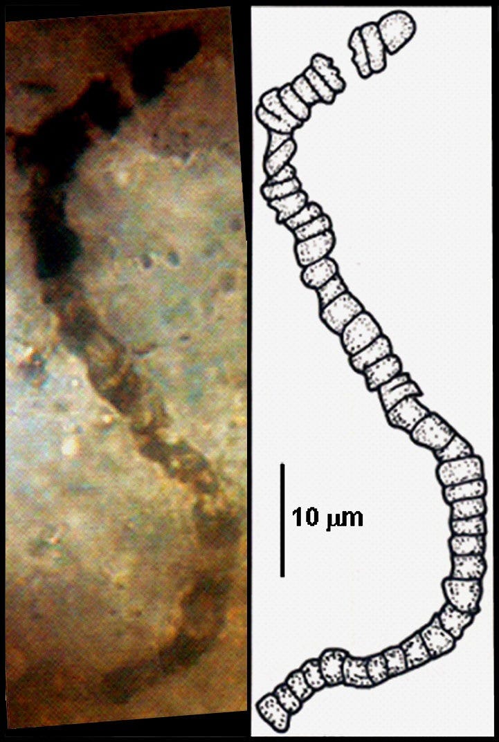 Fossils of early life forms