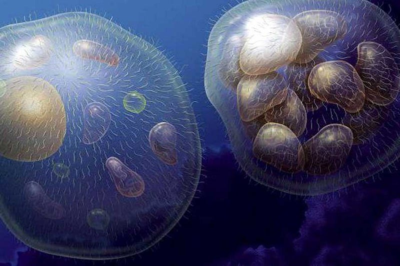 Artistic representation of early multicellular organisms