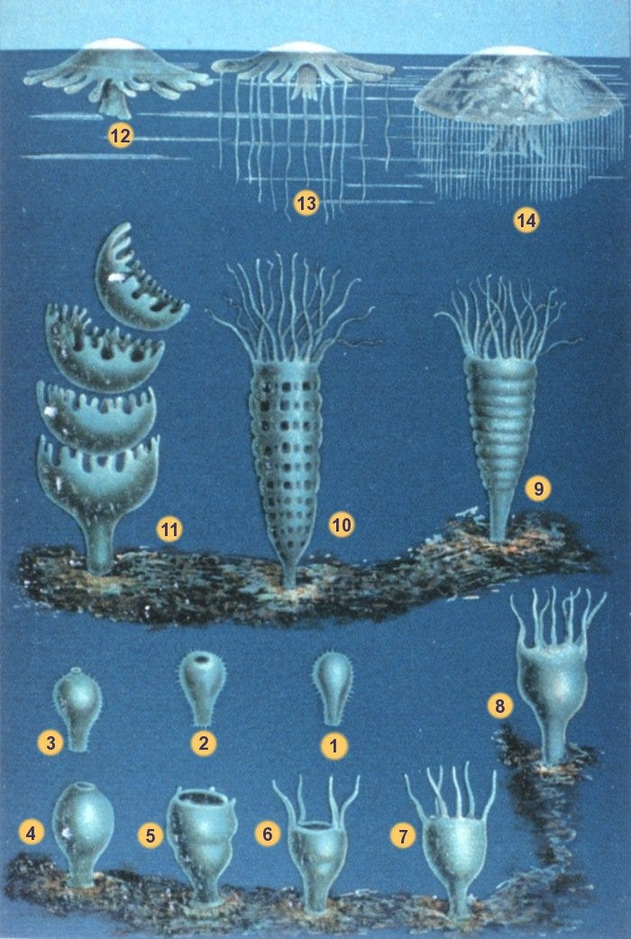 Jellyfish life cycle stages