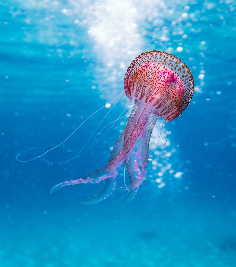 Claudia Mills and jellyfish research