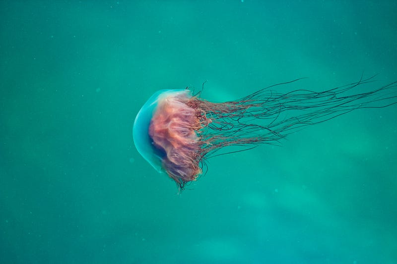 Fluctuating jellyfish populations