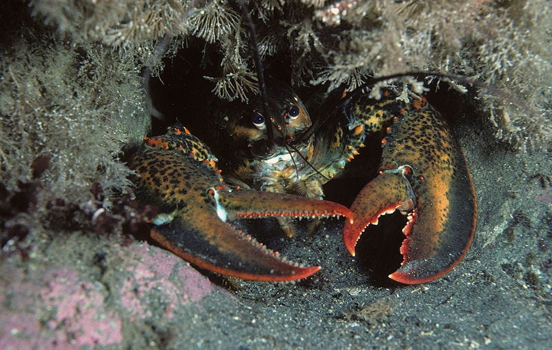 American lobster showcasing its size and resilience.