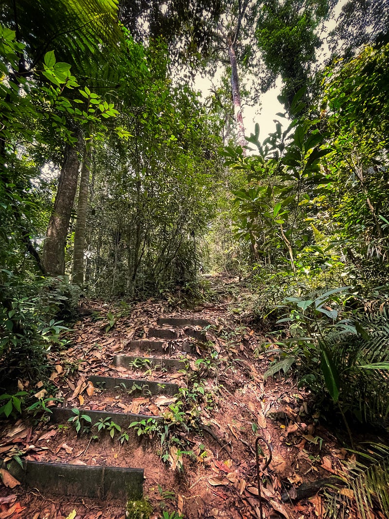 Scenic view of Fraser's Hill rainforest