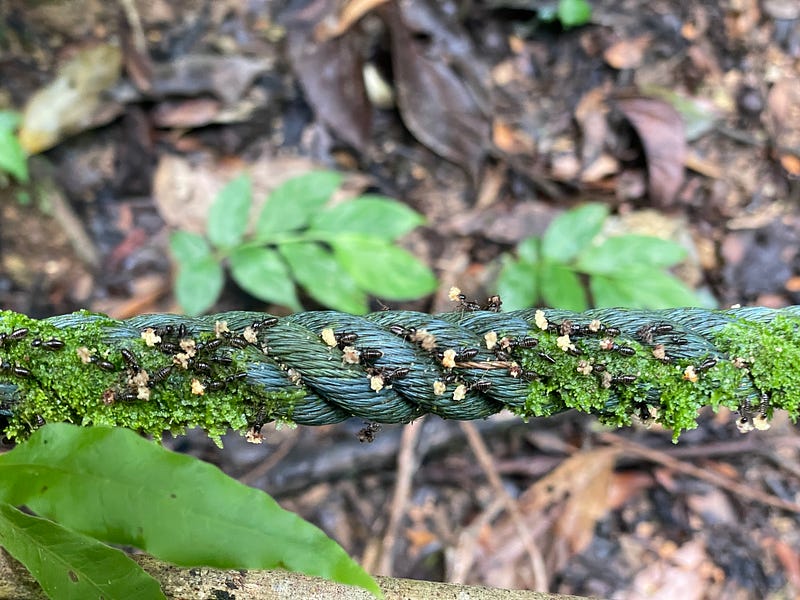 Ants working together on a rope