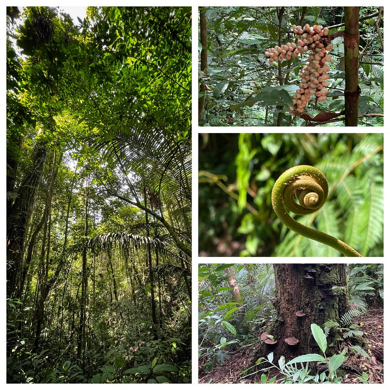 Diverse flora of Fraser's Hill