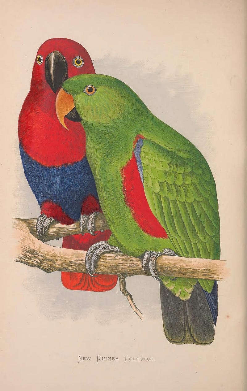 Eclectus parrot in natural habitat