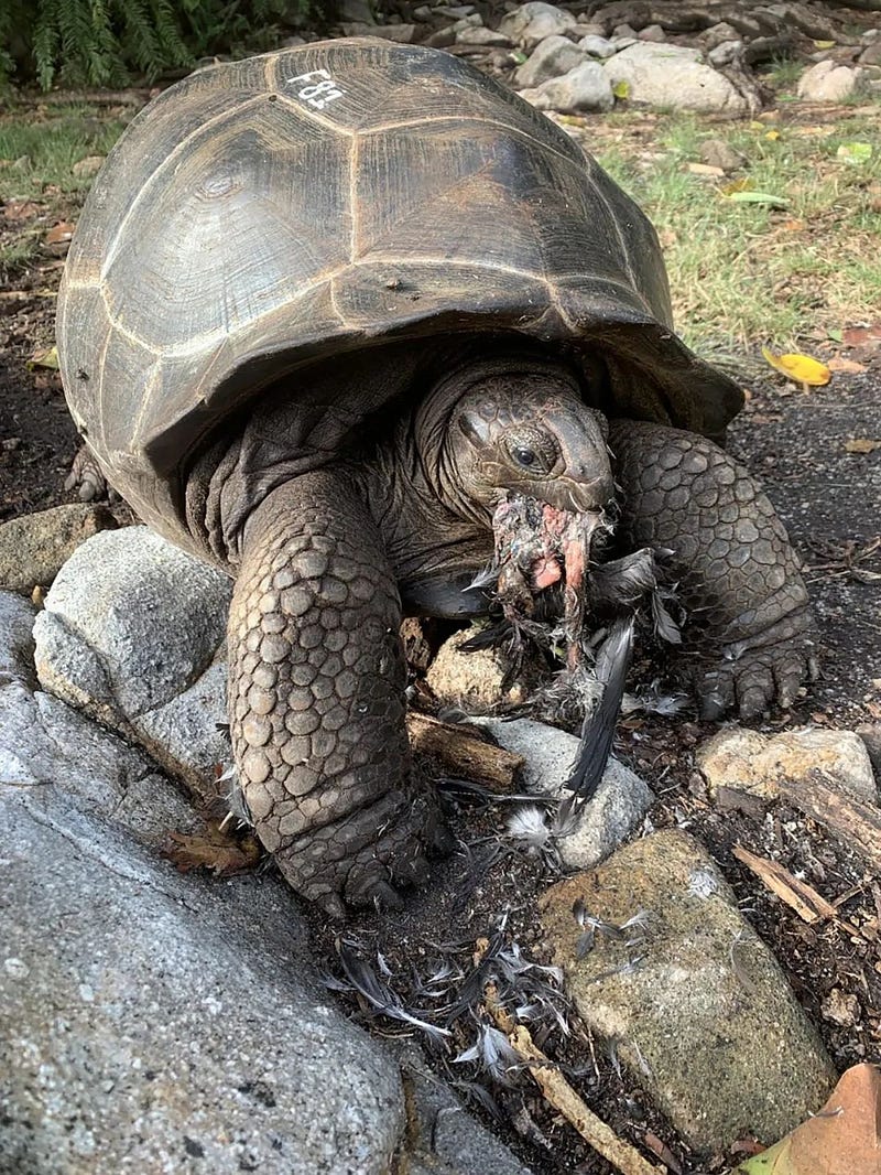 Tortoise and finch relationship