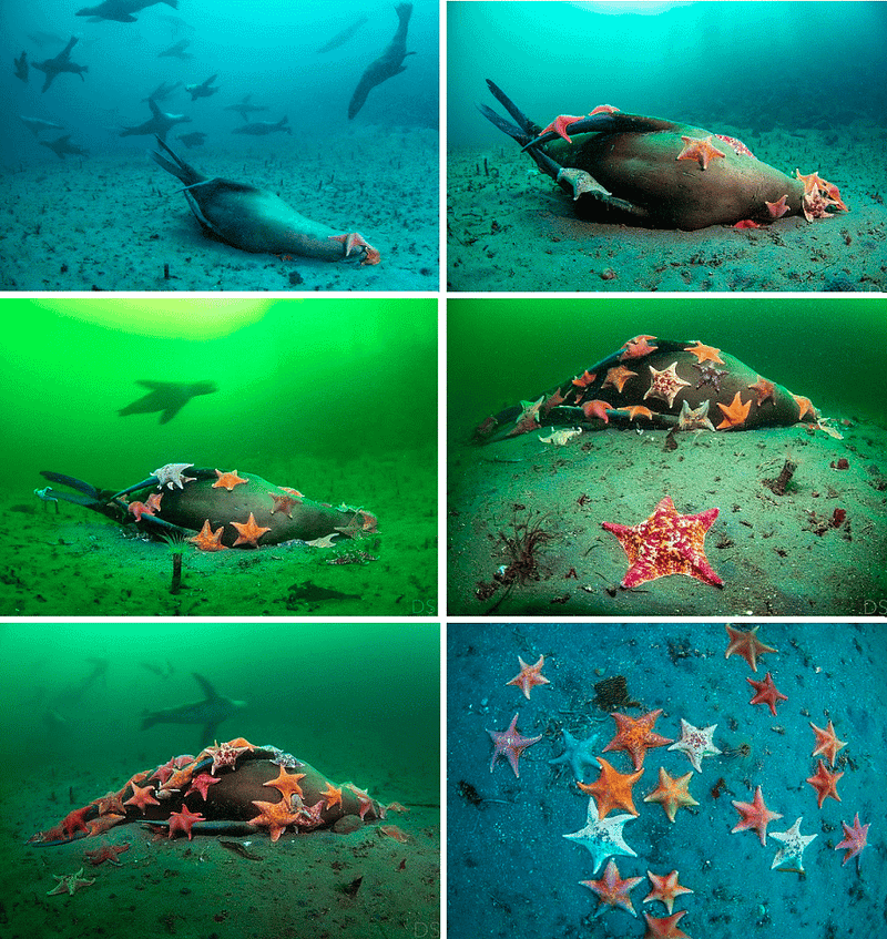 Dead sea lion consumed by starfish