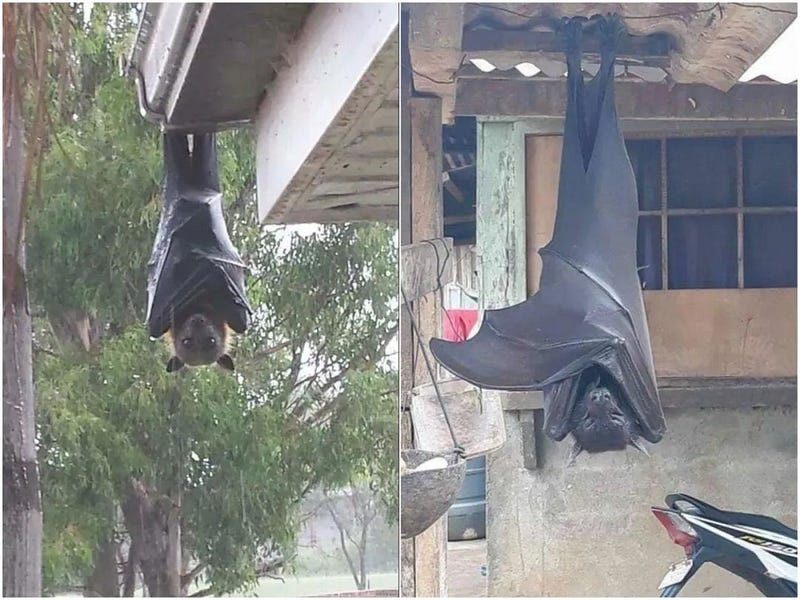 Large Philippine fruit bat