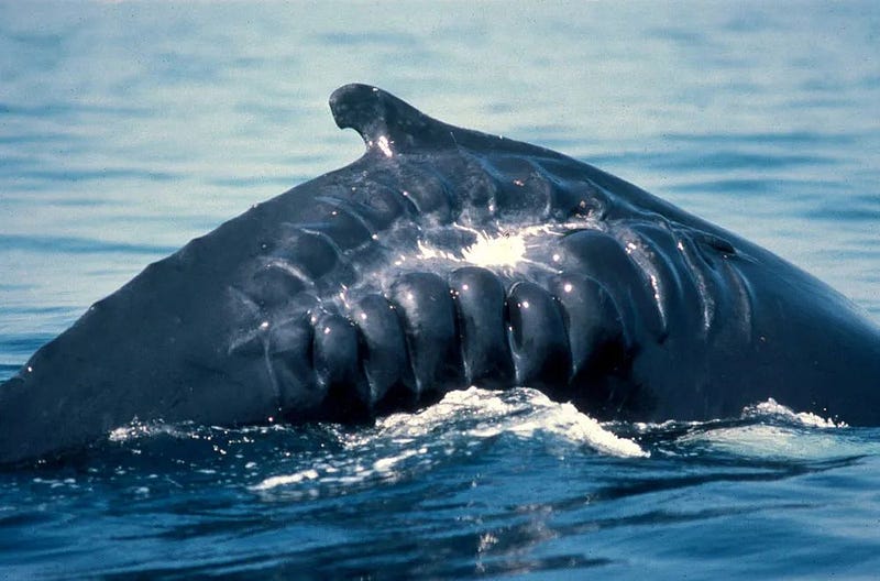 Whale with propeller injury